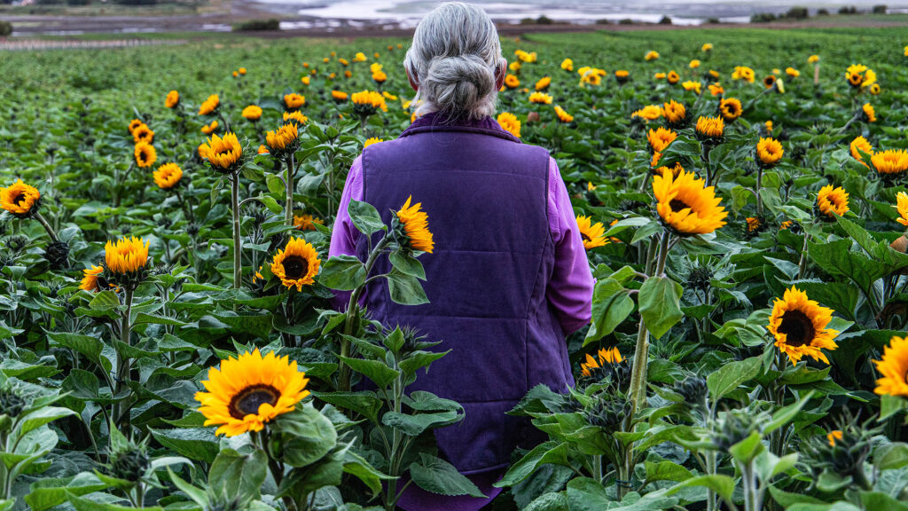Sunphlowers - Galway Film Fleadh