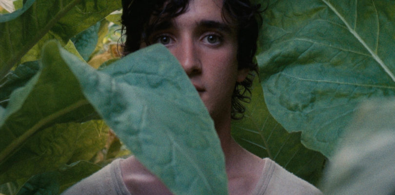 Lazzaro Felice (Happy as Lazarus)